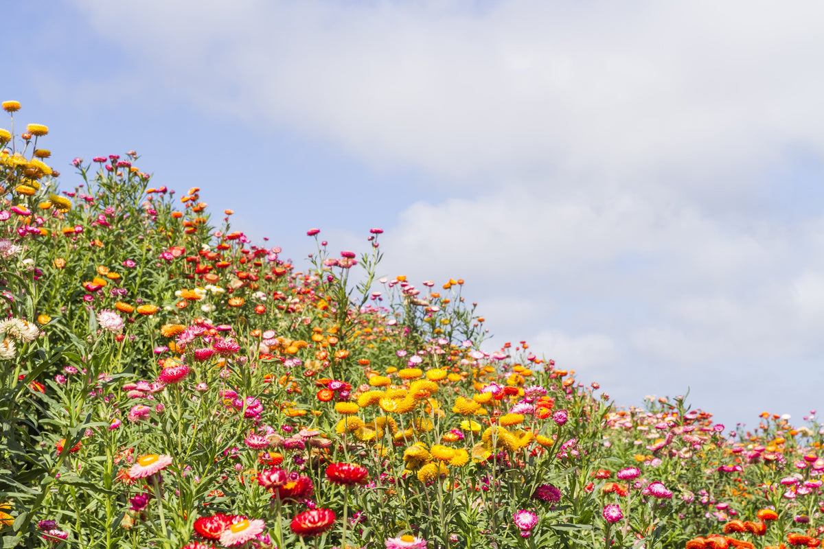 Tall Double Mixed Colors Strawflower Helichrysum Monstrosum Flower Seeds – photo 9