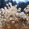 10 SILVER MAIDEN GRASS Miscanthus Sinensis Japanese Pampas Perennial Flower Seeds