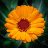 100 ORANGE ENGLISH MARIGOLD (Scotch / Pot Marigold) Calendula Officinalis Flower Seeds