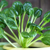 1000 TATSOI Brassica Rapa Rosularis Tat Soi Bok Choy Spinach Mustard Vegetable Seeds