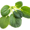 1000 TATSOI Brassica Rapa Rosularis Tat Soi Bok Choy Spinach Mustard Vegetable Seeds