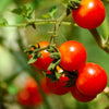 1 Oz Bulk Italian Tree Tomato Seeds – 'Trip L Crop' Seeds – 1 Ounce = Approx 9500 – photo 4