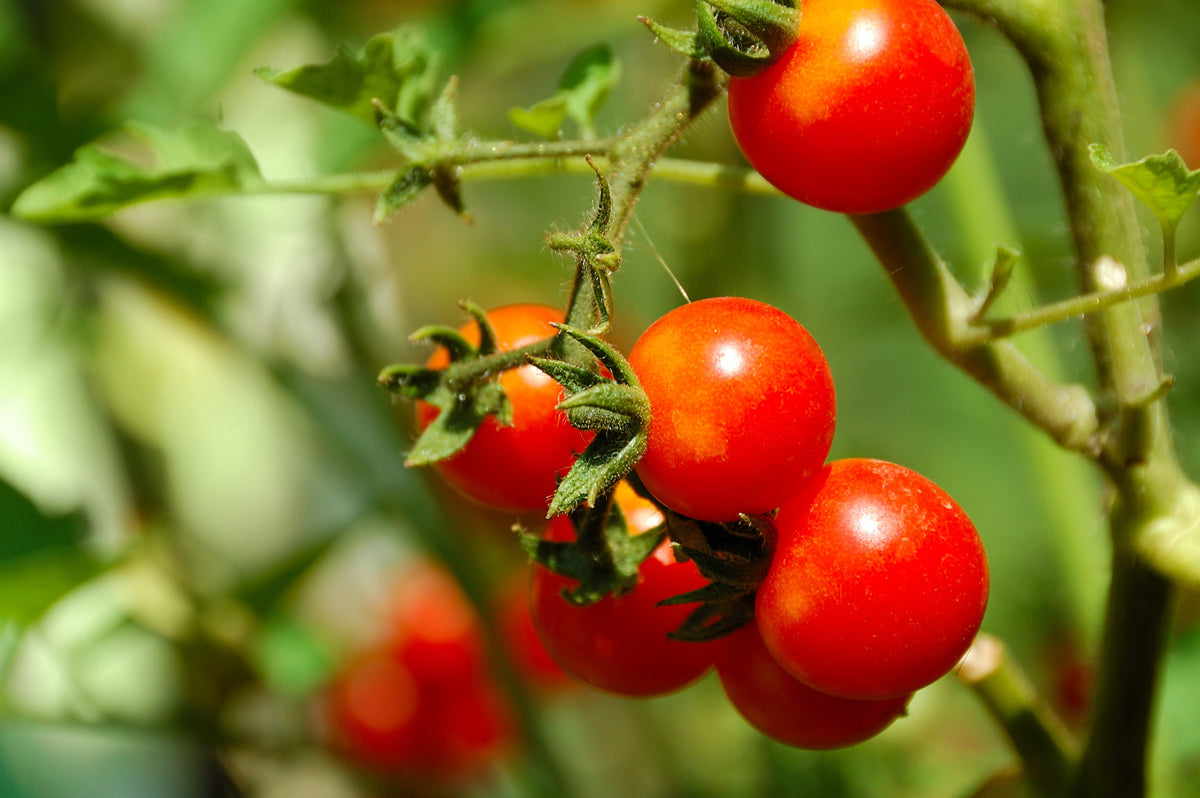 Italian Tree Tomato Seeds – 'Trip L Crop' Lycopersicon Red Fruit Vegetable – photo 4