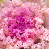60 ORNAMENTAL KALE MIXED Colors Brassica Oleracea Flower Seeds
