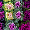 60 ORNAMENTAL KALE MIXED Colors Brassica Oleracea Flower Seeds