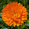 100 ORANGE ENGLISH MARIGOLD (Scotch / Pot Marigold) Calendula Officinalis Flower Seeds