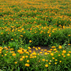 100 ORANGE ENGLISH MARIGOLD (Scotch / Pot Marigold) Calendula Officinalis Flower Seeds
