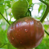100 Organic PURPLE CHEROKEE TOMATO Lycopersicon Lycopersicum Fruit Vegetable Seeds