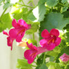 Mixed Dragonsnap Vine Seeds – Asarina Scandens Climbing Snapdragon Pink Blue Red White Flower – photo 2