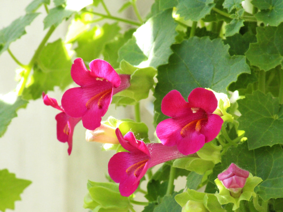 Mixed Dragonsnap Vine Seeds – Asarina Scandens Climbing Snapdragon Pink Blue Red White Flower – photo 2