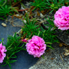 100 Pink PORTULACA Grandiflora / MOSS ROSE Flower Seeds