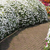 50 DWARF WHITE IMPATIENS Walleriana Part Sun or Full Shade Flower Seeds