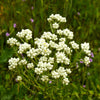 100 White SWEET EVERLASTING Gnaphalium Obtusifolium Butterfly Flower Herb Seeds