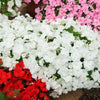 50 DWARF WHITE IMPATIENS Walleriana Part Sun or Full Shade Flower Seeds