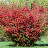 Red Flowering Dwarf Quince Seeds – Shrub Fruit Chaenomeles Japonica Scarlet – photo 6