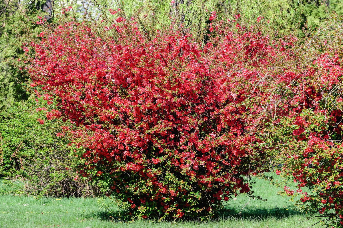 Red Flowering Dwarf Quince Seeds – Shrub Fruit Chaenomeles Japonica Scarlet – photo 6