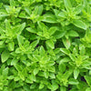 200 SPICY GLOBE BASIL Ocimum Basilicum Herb Flower Seeds
