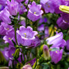 Mixed Colors Cup & Saucer (Canterbury Bells) Campanula Medium Flower Seeds – photo 7