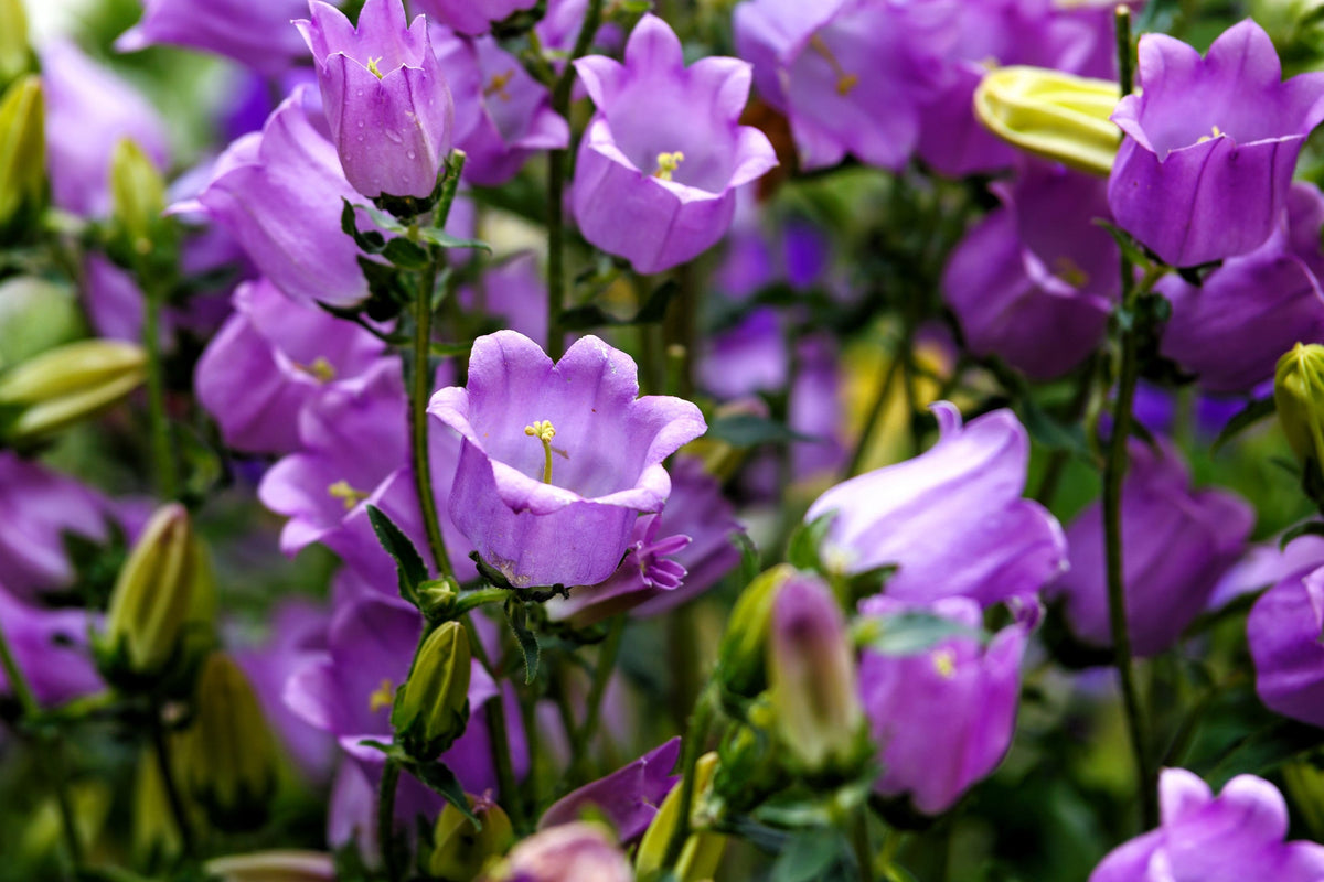 Mixed Colors Cup & Saucer (Canterbury Bells) Campanula Medium Flower Seeds – photo 7