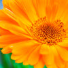 100 ORANGE ENGLISH MARIGOLD (Scotch / Pot Marigold) Calendula Officinalis Flower Seeds