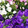 Mixed Colors Cup & Saucer (Canterbury Bells) Campanula Medium Flower Seeds – photo 14