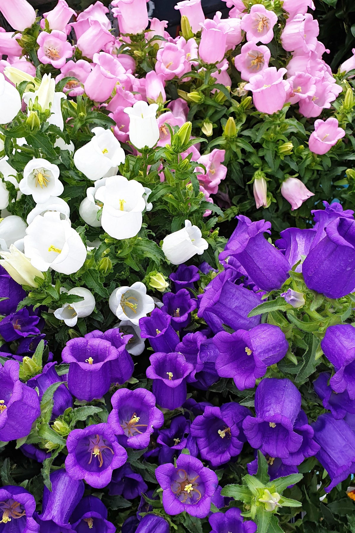 Mixed Colors Cup & Saucer (Canterbury Bells) Campanula Medium Flower Seeds – photo 14