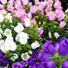 Mixed Colors Cup & Saucer (Canterbury Bells) Campanula Medium Flower Seeds