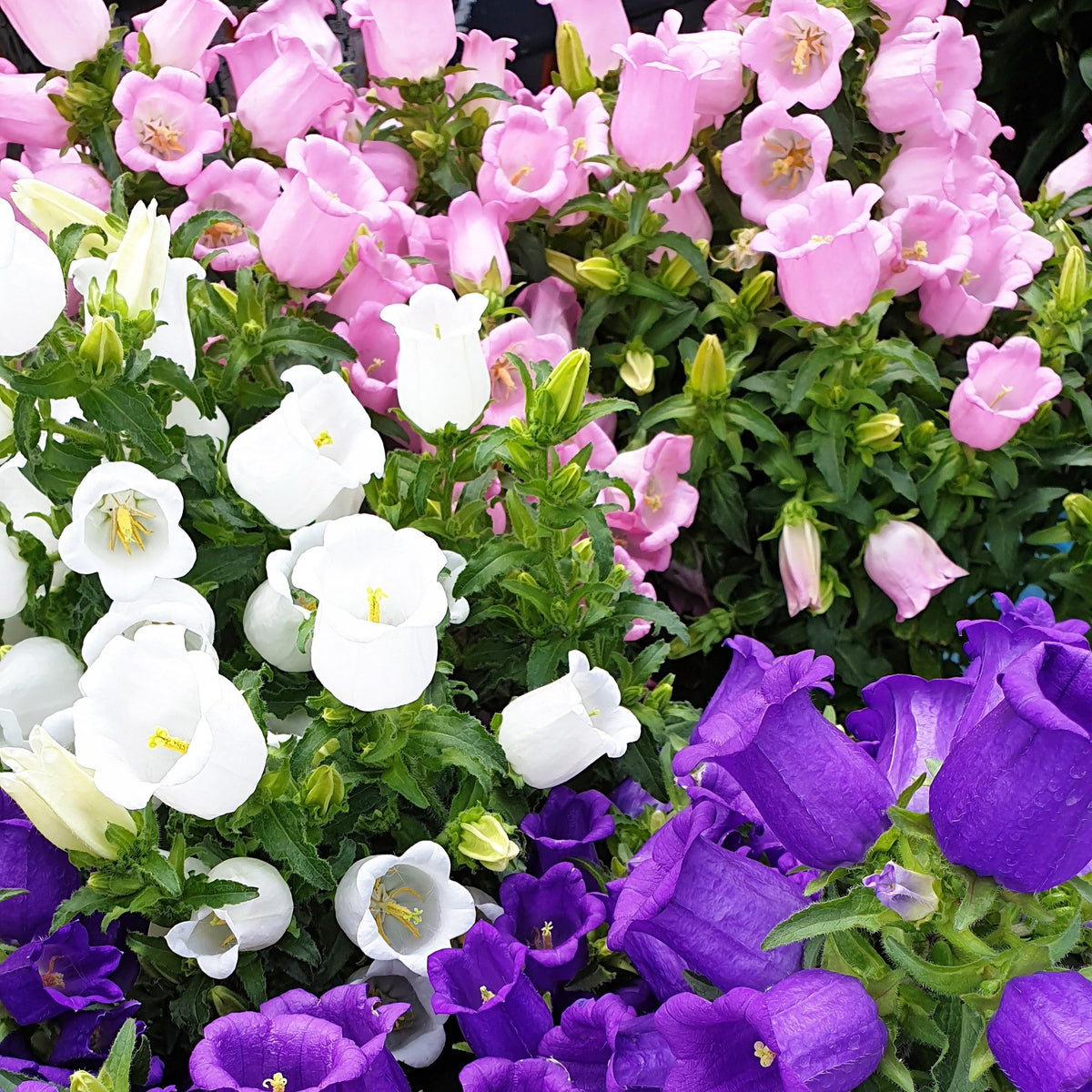 Mixed Colors Cup & Saucer (Canterbury Bells) Campanula Medium Flower Seeds
