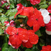 50 DWARF RED IMPATIENS Scarlet Walleriana Part Sun or Full Shade Flower Seeds
