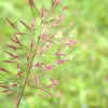 Purple Lovegrass Seeds – Eragrostis Spectabilis Native Love Grass Flower – photo 5