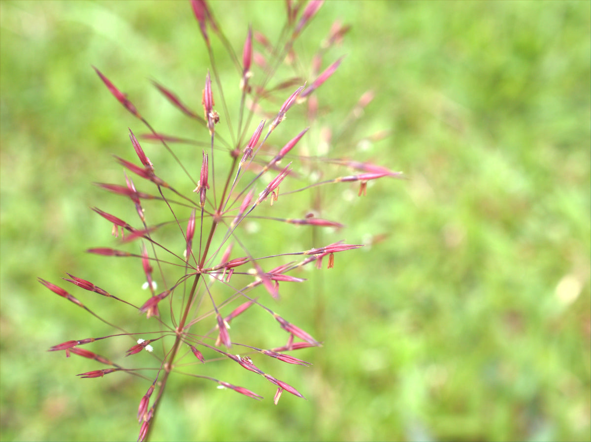 Purple Lovegrass Seeds – Eragrostis Spectabilis Native Love Grass Flower – photo 5