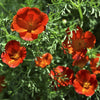 100 RED CALIFORNIA POPPY Eschscholzia Californica Native Flower Seeds