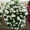 50 DWARF WHITE IMPATIENS Walleriana Part Sun or Full Shade Flower Seeds