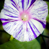 40 CARNEVALE di VENEZIA MORNING GLORY Pink & Purple with White Stripes Ipomoea Purpurea Flower Vine Seeds