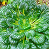1000 TATSOI Brassica Rapa Rosularis Tat Soi Bok Choy Spinach Mustard Vegetable Seeds