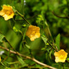 100 Country Mallow Seeds – (Bala / Flannel Weed) Sida Cordifolia Flower – photo 3