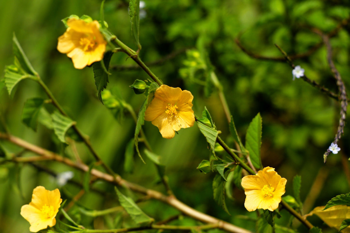100 Country Mallow Seeds – (Bala / Flannel Weed) Sida Cordifolia Flower – photo 3