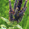100 Purple LEAD PLANT Amorpha Canescens Wild Tea Downy Indigo Native Flower Seeds