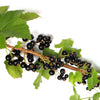 20 GOLDEN CURRANT SHRUB Black Fruit Yellow Flower Ribes Chrysobotrya Aurea Seeds