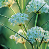 White Worled (Horesetail) Milkweed Asclepias Verticillata Flower Seeds – photo 11