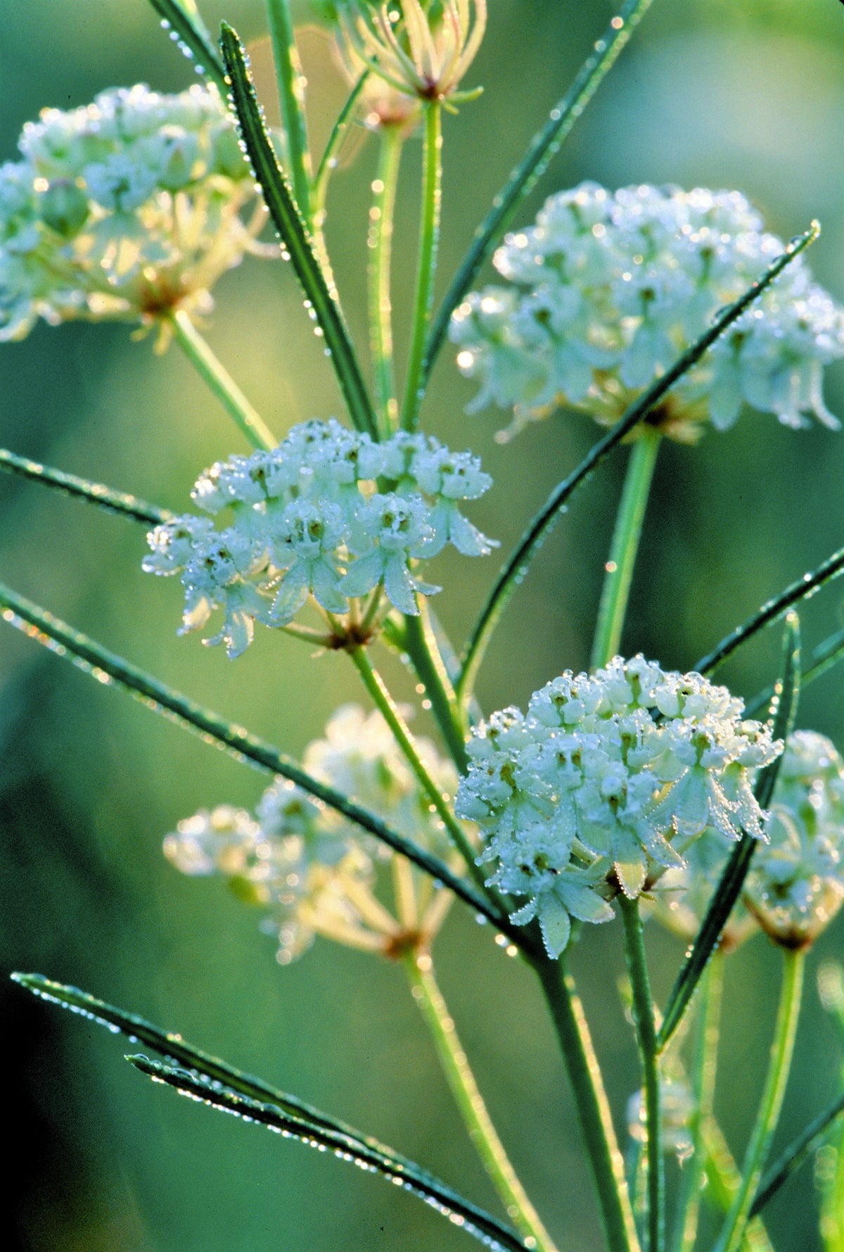 White Worled (Horesetail) Milkweed Asclepias Verticillata Flower Seeds – photo 11