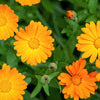 100 ORANGE ENGLISH MARIGOLD (Scotch / Pot Marigold) Calendula Officinalis Flower Seeds