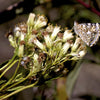 50 GREAT INDIAN PLANTAIN Cacalia Muhlenbergii White Flower Seeds