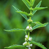 20 WATER HOREHOUND Lycopus Americanus American Bugleweed Herb Flower Seeds