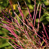 100 CINNAMON WILLOWHERB Eastern Purpleleaf Epilobium Coloratum Flower Seeds