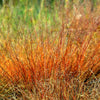 200 PRAIRIE DROPSEED Ornamental Native Grass Sporobolus Heterolepis Seeds