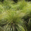 200 PRAIRIE DROPSEED Ornamental Native Grass Sporobolus Heterolepis Seeds