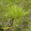 200 PRAIRIE DROPSEED Ornamental Native Grass Sporobolus Heterolepis Seeds