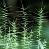 25 BOTTLEBRUSH GRASS Ornamental Shade Elymus Hystrix Patula Seeds