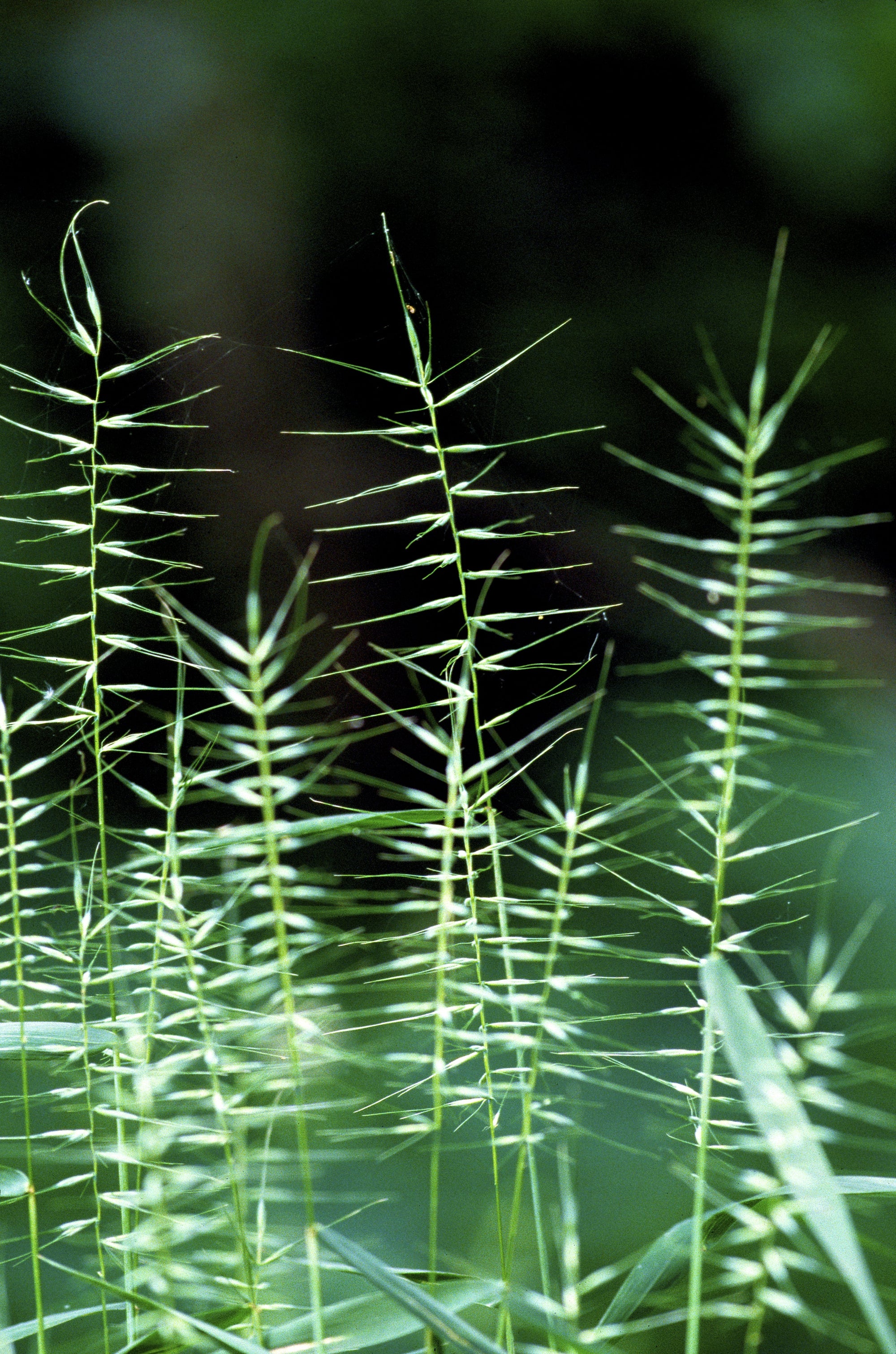 25 BOTTLEBRUSH GRASS Ornamental Shade Elymus Hystrix Patula Seeds